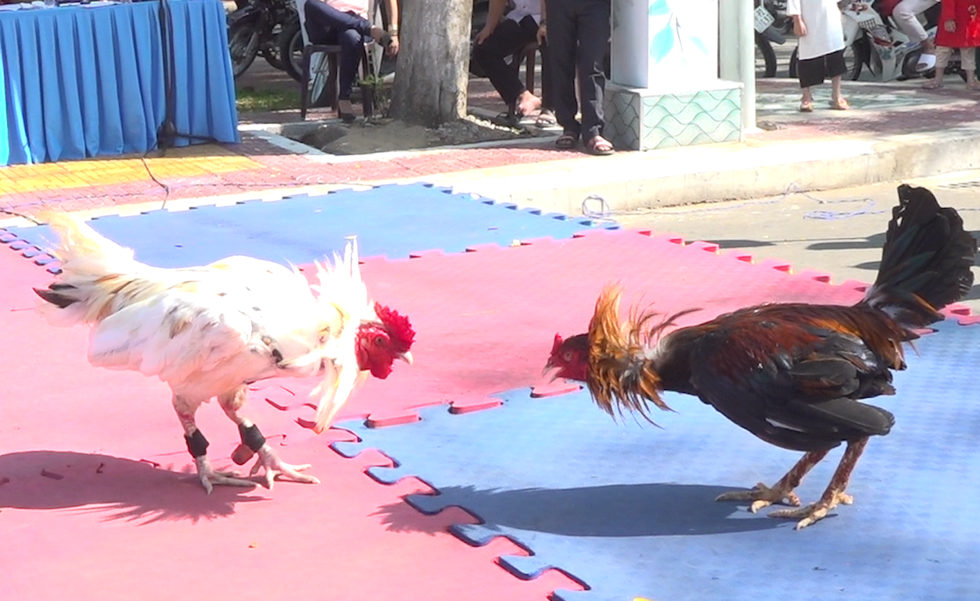 Lối gà chọi hay nhất là gì? Bí quyết để sở hữu chiến kê đỉnh cao