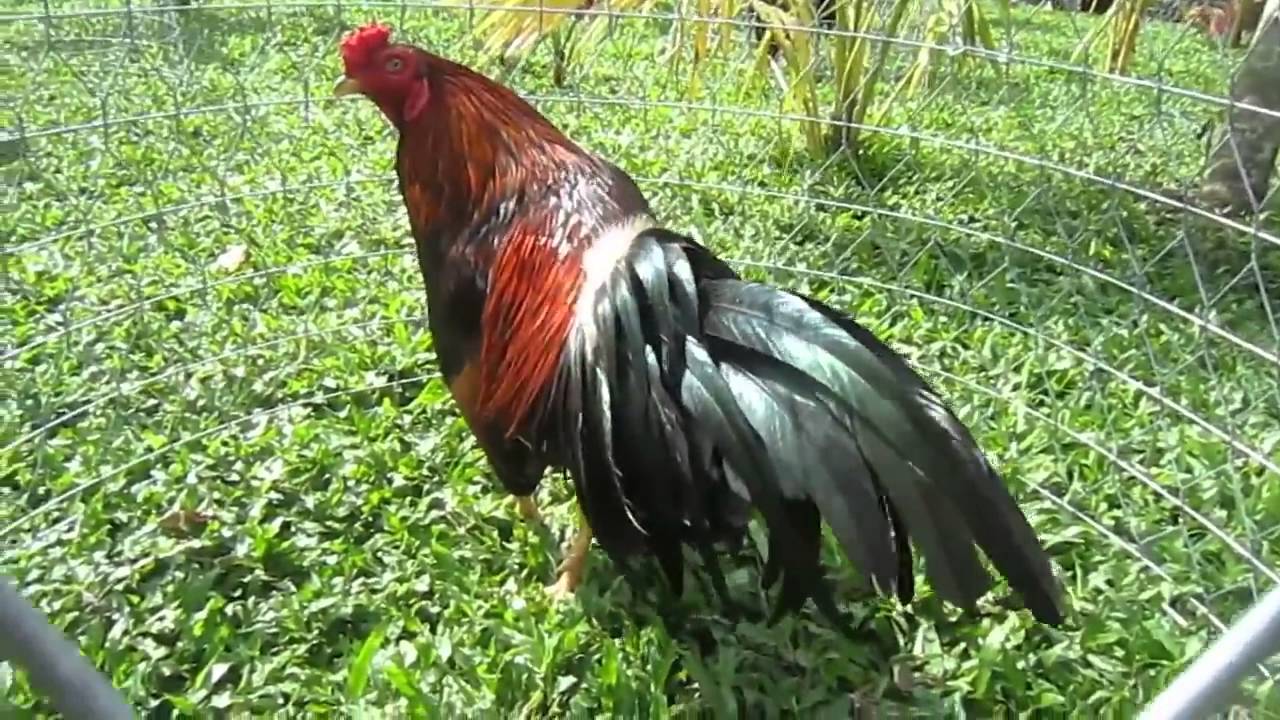 Tiết lộ cách nuôi gà đá cựa sắt​ đánh đâu thắng đó từ A tới Z