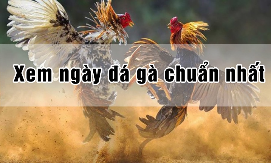 Xem ngày đá gà chuẩn 100 Xem ngày đá gà chuẩn 100